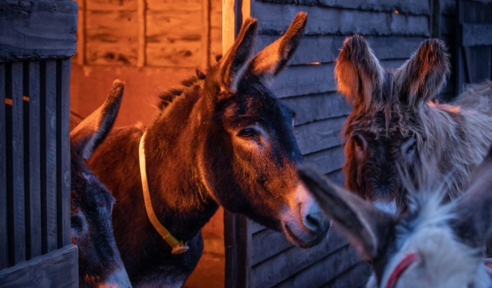 Donkeys in their barn at The Donkey Sanctuary Sidmouth