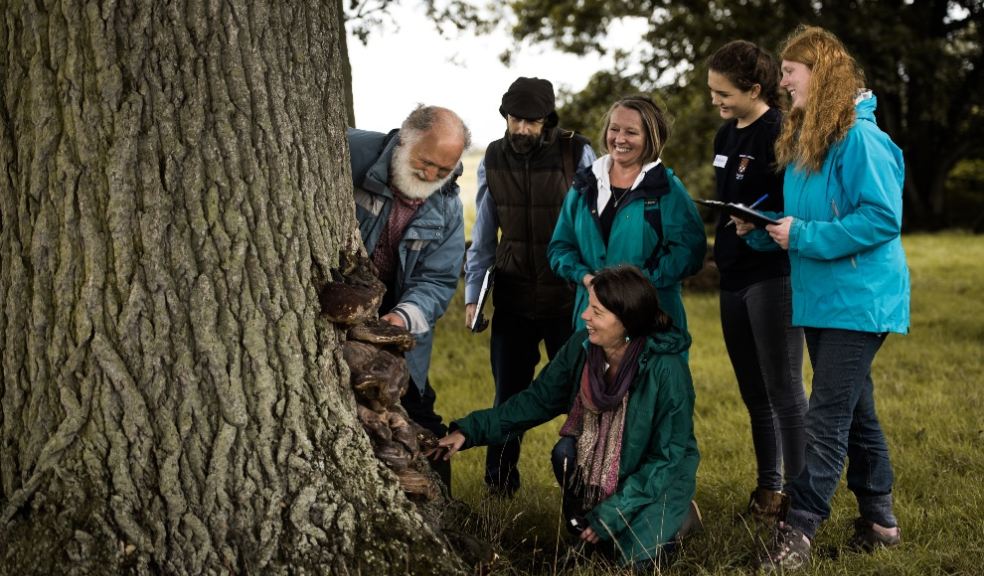 East Devon District Council training volunteers to record ancient trees. Photo: Jenny Steer.