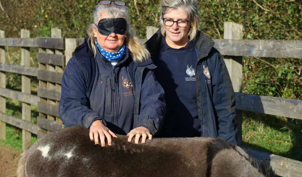 Equine Welfare Officers with the Sidmouth donkeys.