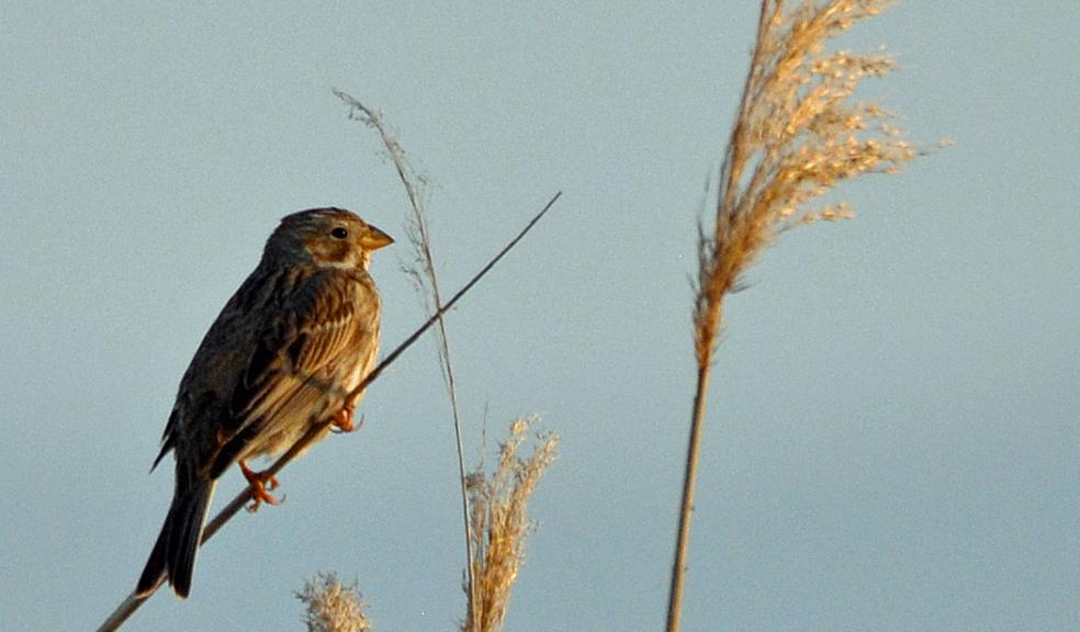 Peter Thompson, GWCT