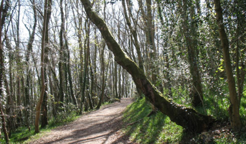 Lottery funds for Plymouth woodland community and conservation project