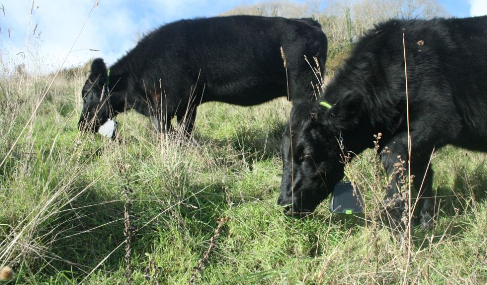 Grazing cows with GPS collar at Dunscombe. Copyright: National Trust Images, Meg Vallender