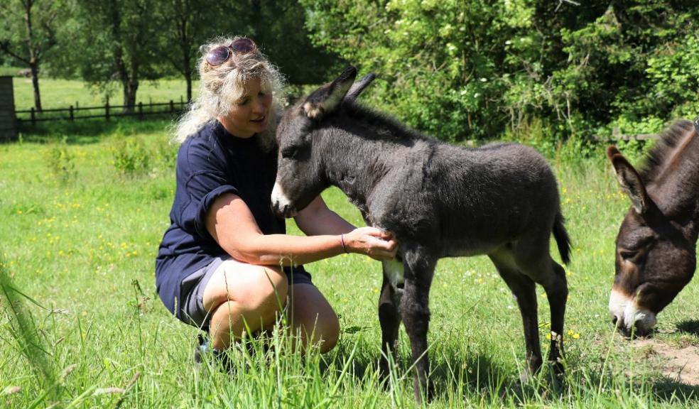 Groom Lisa Coles with the new foal at The Donkey Sanctuary. Photo: The Donkey Sanctuary