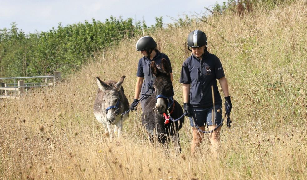 Grooms Olivia Sancey with Kelley (dark donkey) and Maya Willis with Paddy. Photo: The Donkey Sanctuary.
