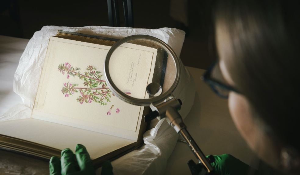 Hannah Chandler, Collections Assistant, inspects watercolour of March Red Rattle from archives at Arlington Court. Photo: National Trust/Josh Day/