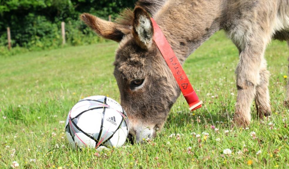 Harry. Photo: The Donkey Sanctuary.