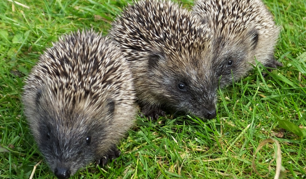 Photo by Zoe Shreeve, please credit Mammal Society/David Gibbon
