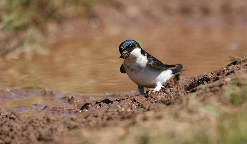 House martin Delichon urbica, adult collecting mud, Kildonan... Tom Marshall (rspb-images.com)
