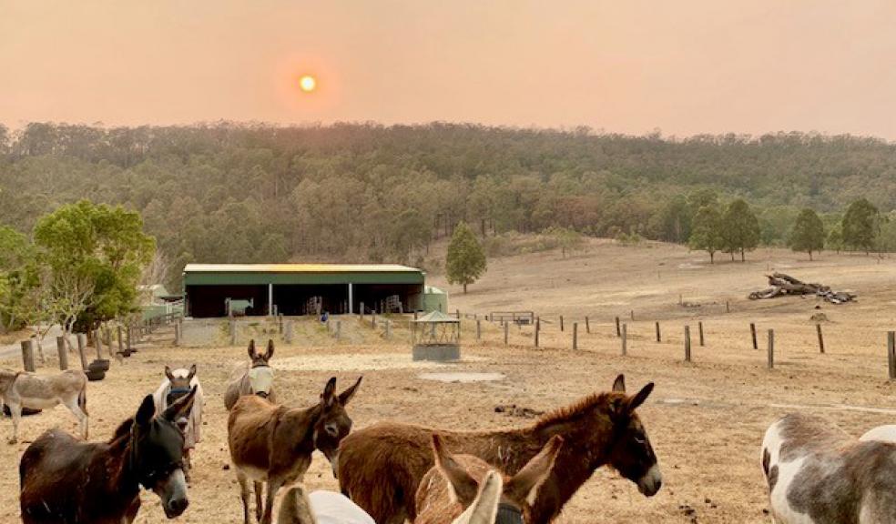 Photo: Good Samaritan Donkey Sanctuary