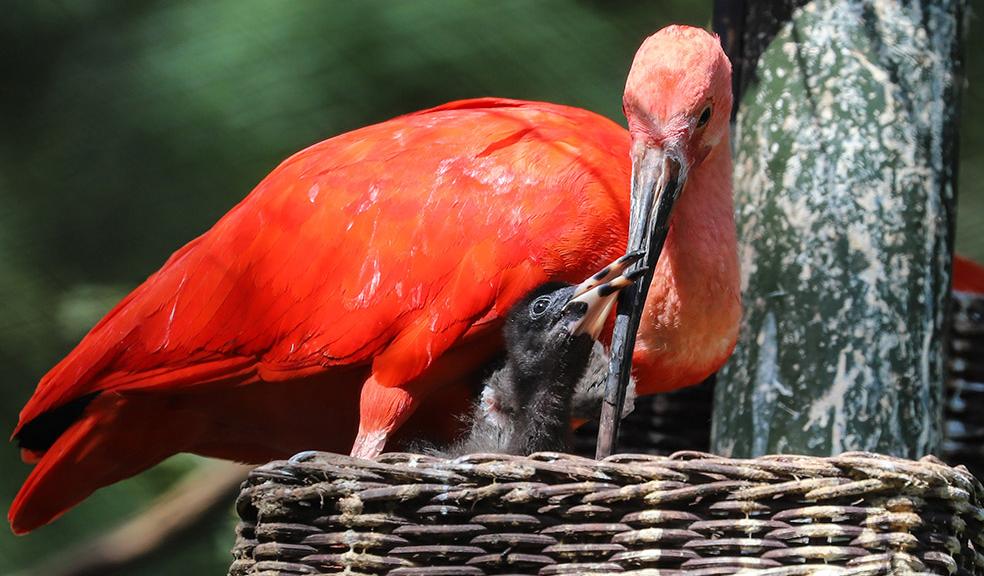 In the pink: scarlet birds have red letter day