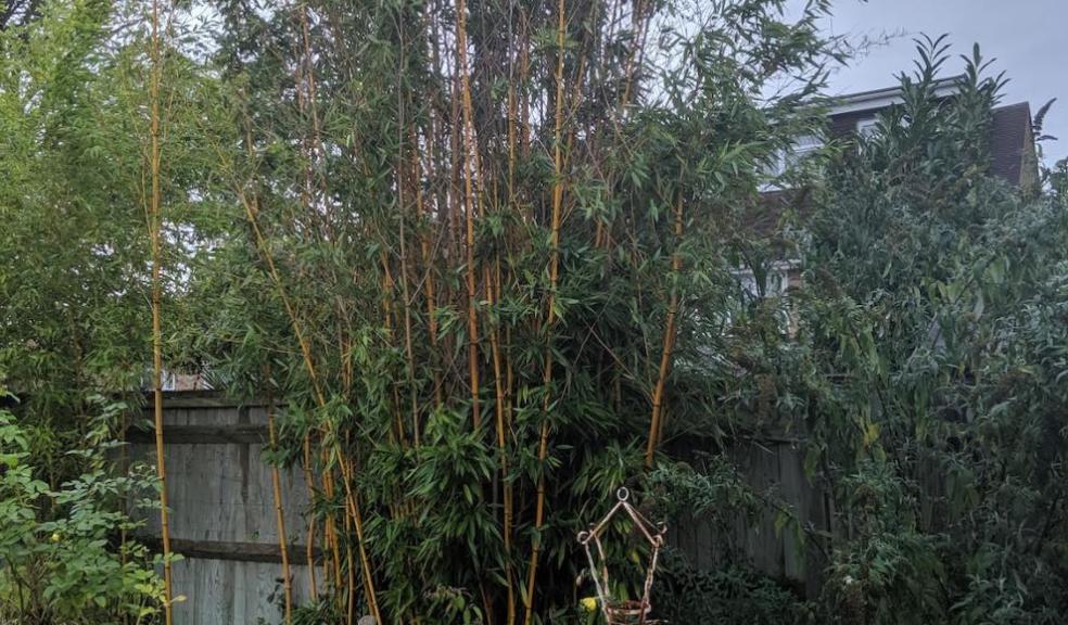 Invasive bamboo in a residential garden. Credit: Environet UK