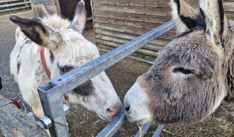 Ivor and Abigail first meet through gate. Photo: The Donkey Sanctuary.