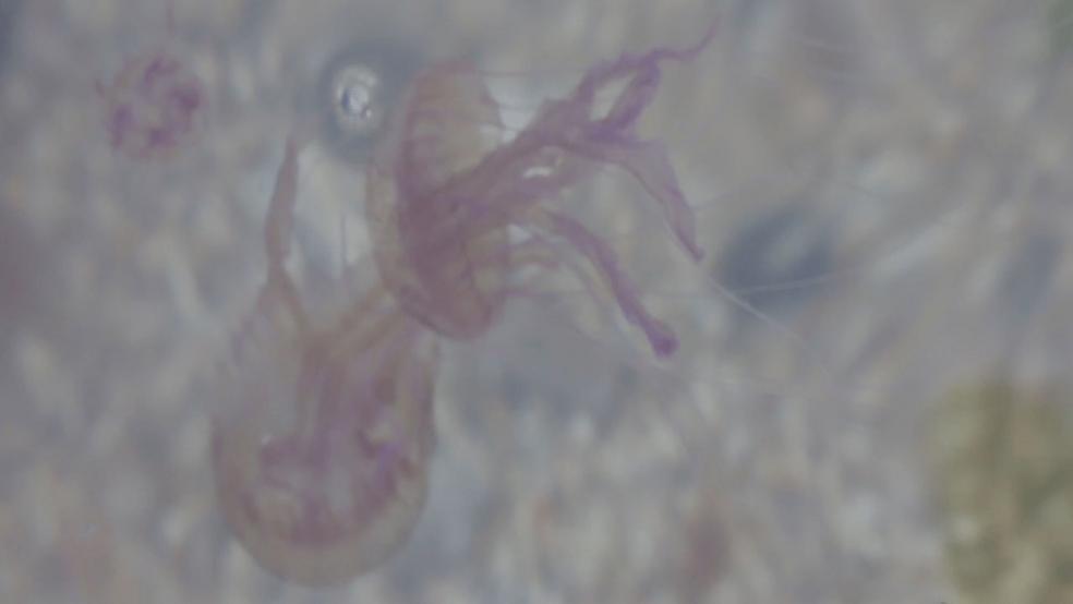 Jellyfish Thinking, Feeling and Being