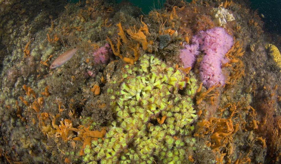 Jewel anemones and sponges at Plymouth Sound. Image: Paul Naylor