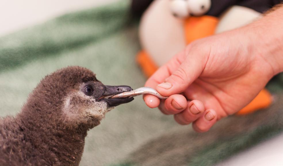2018 10 Living Coasts African penguin chick