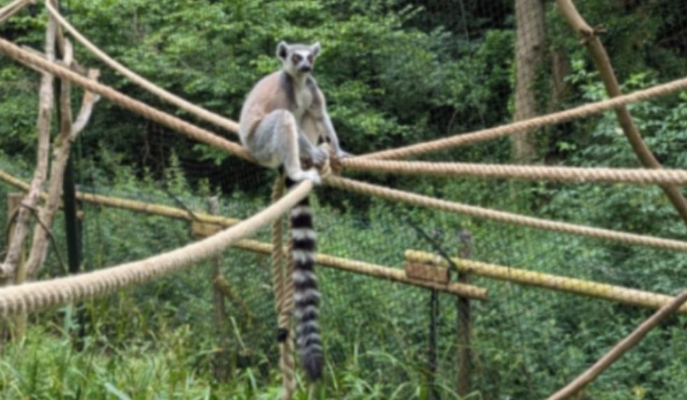 Princess Theatre Torquay Gives Retired Fly Ropes New Life at Paignton Zoo Lemur on the donated ropes