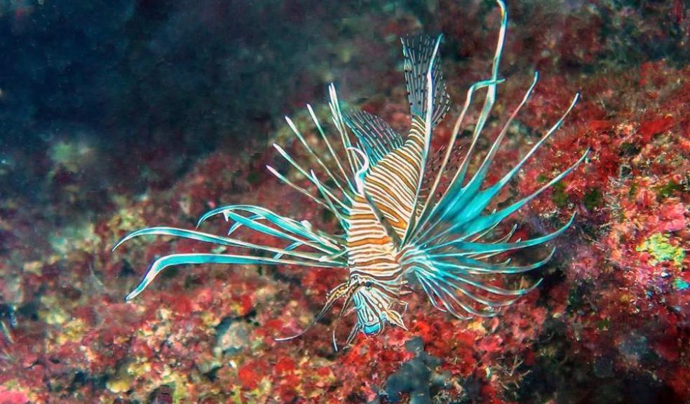 Lion fish. Photo by Maria Papanikola at Cape Greco.