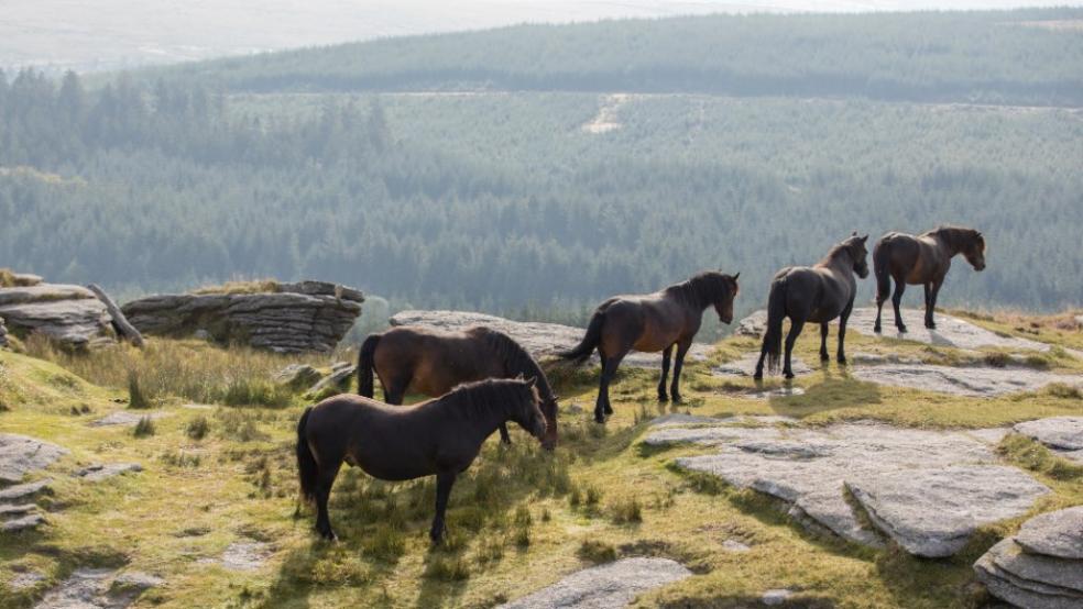 Dartmoor Pony Heritage Trust 