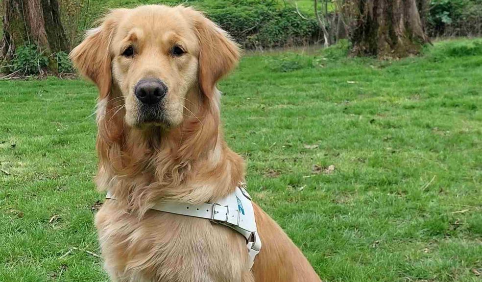 Guide Dog Mac, Golden Retriever, is sitting down outside on grass and is looking at the camera.