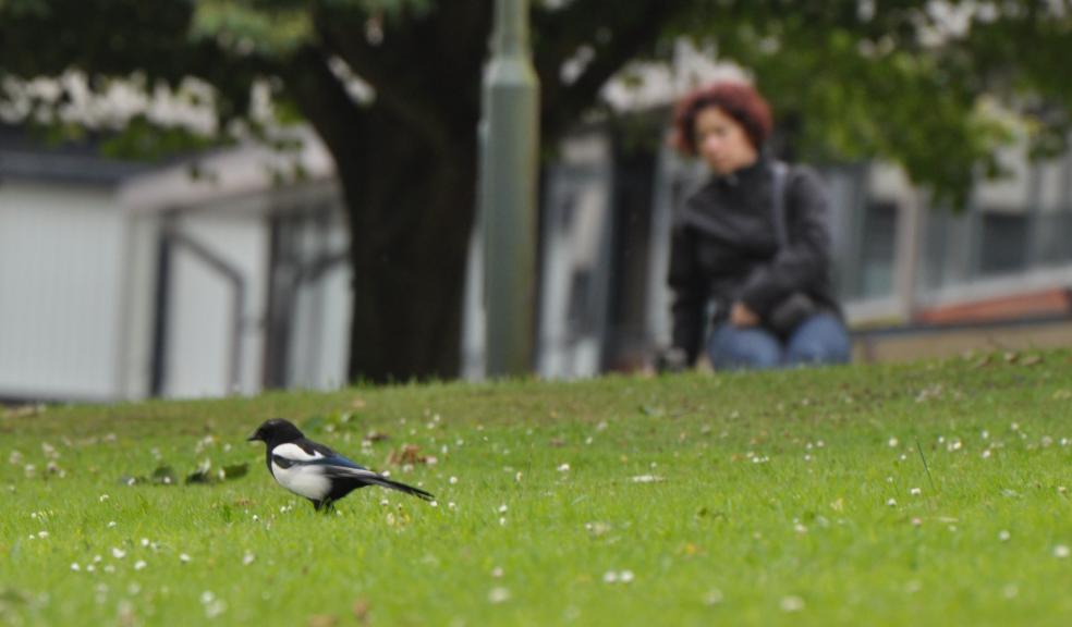 Magpie with Toni Shephard