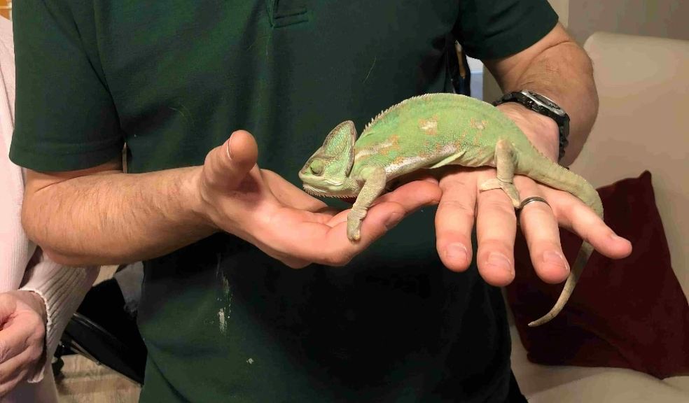 Cummacumma the chameleon.