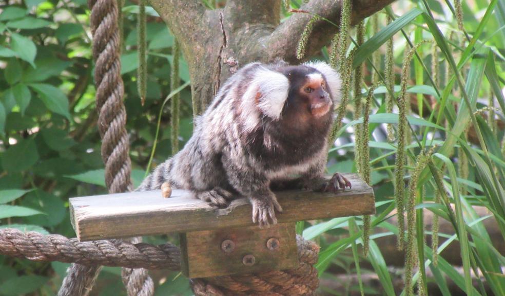 Marmalade's new beau: a new Common Marmoset