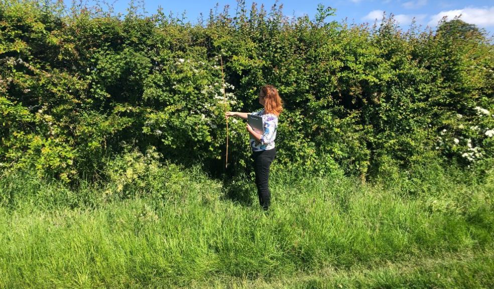 Measuring the height of a hedge as part of the Great British Hedgerow Survey. Image: Megan Gimber.