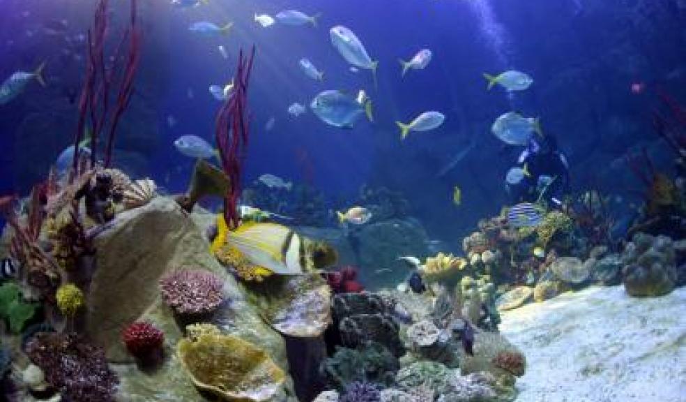 The National Marine Aquarium