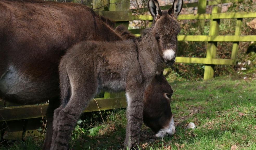 New foal born at The Donkey Sanctuary