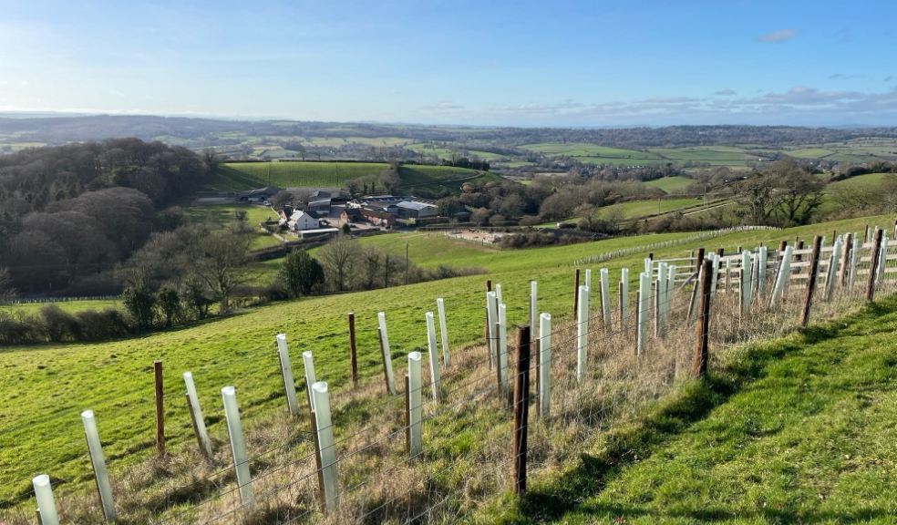 Newly planted trees and hedge plants overlooking Woods Farm - The Donkey Sanctuary.
