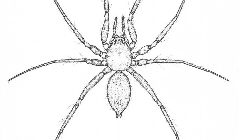 Nothophantes horridus. Copyright Fergus McBurney.