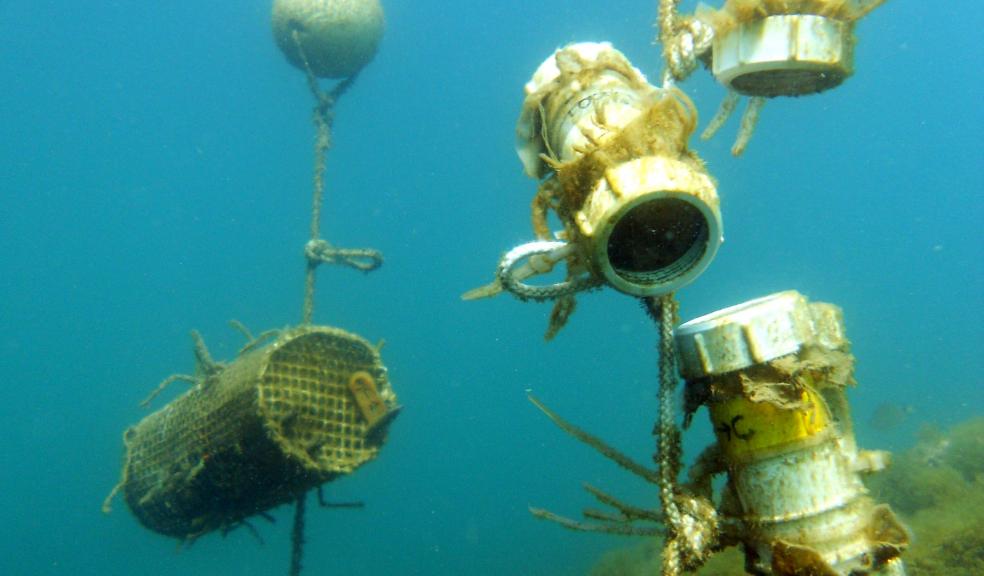 Some marine species modify their metabolic rates to cope with water high in carbon dioxide.