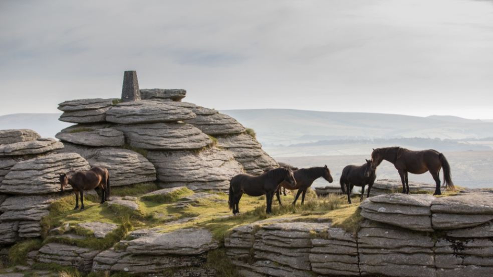 On Bellever Tor