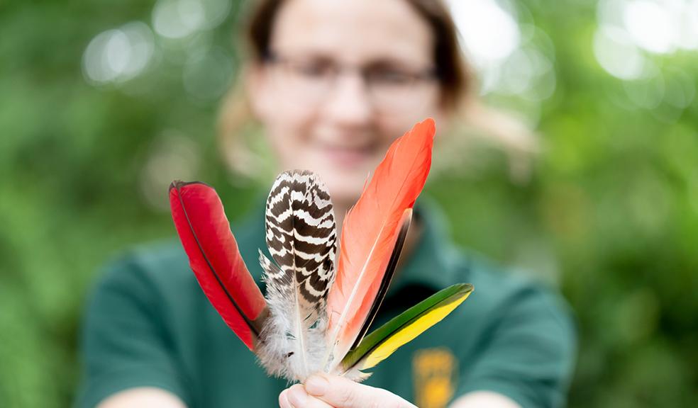 On the wing: in celebration of the feather