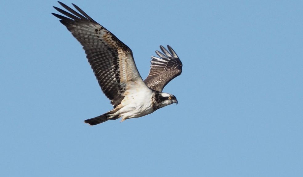 Image caption: Osprey © Sue Smith.
