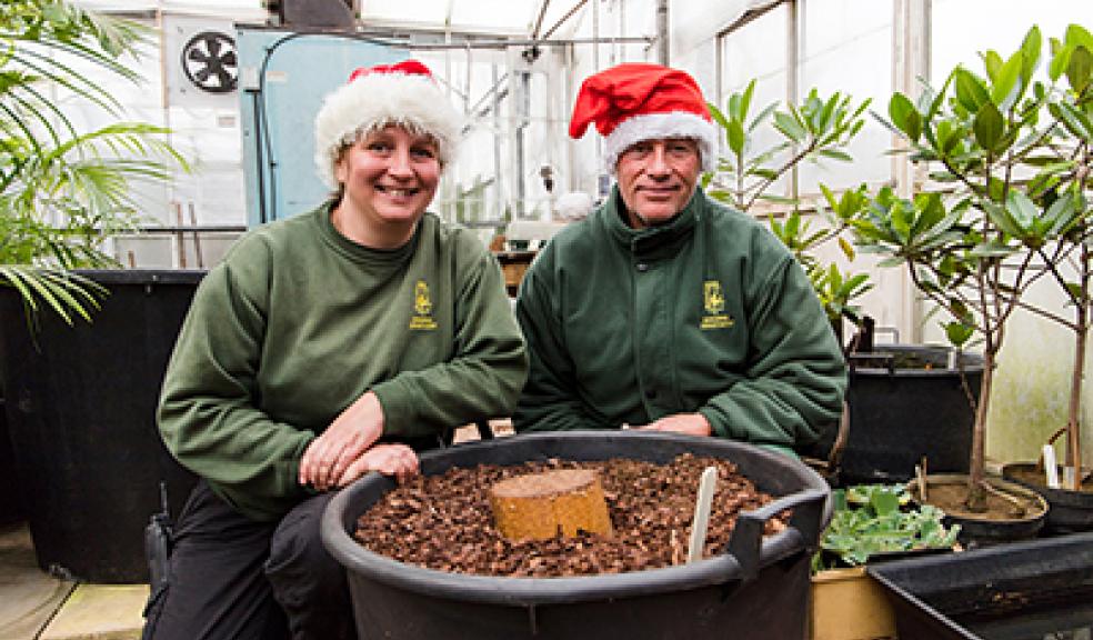 Paignton Zoo donates Titun Arum to Marwell Zoo