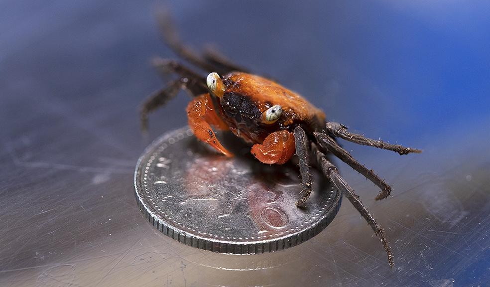 Paignton Zoo Vampire Crab