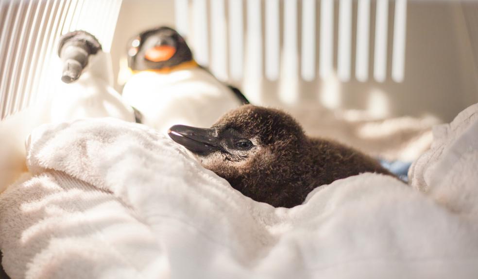 Paignton Zoo Penguin Chick