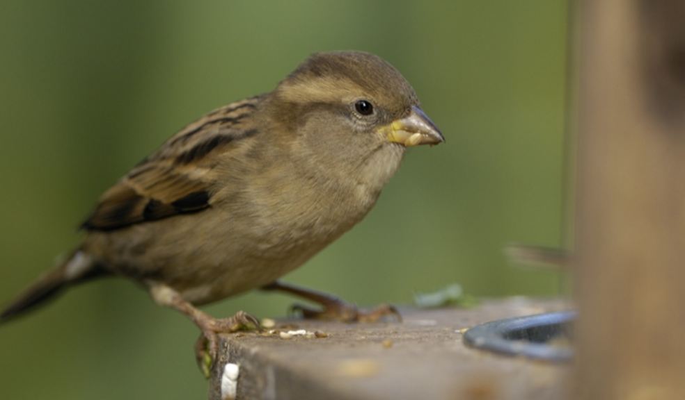 Female House sparrow perched on feeder by Ray Kennedy (rspb-images.com)