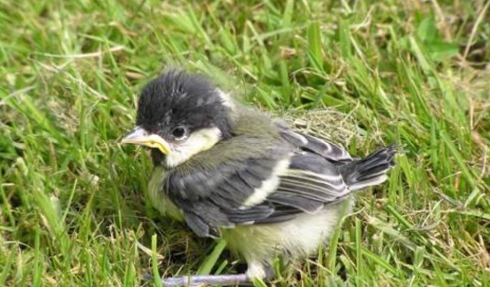 Fledgling bird by Gerard Harris