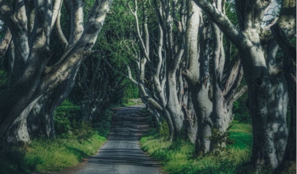 The Dark Hedges from Game of Thrones, photographed by K.Mitch.Hodge, Unsplash