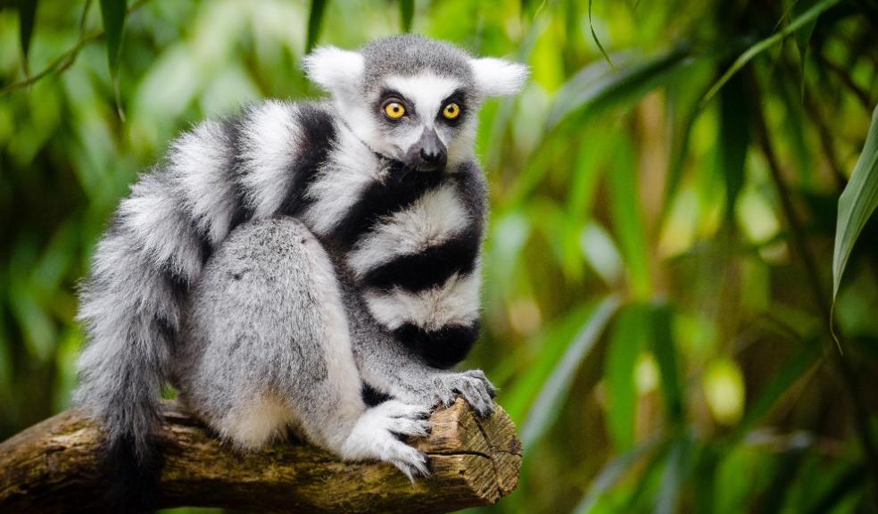 4,000 dangerous wild animals are being privately kept in Great Britain