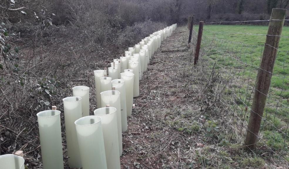 Wildlife and donkeys benefit from flood-friendly hedge-planting