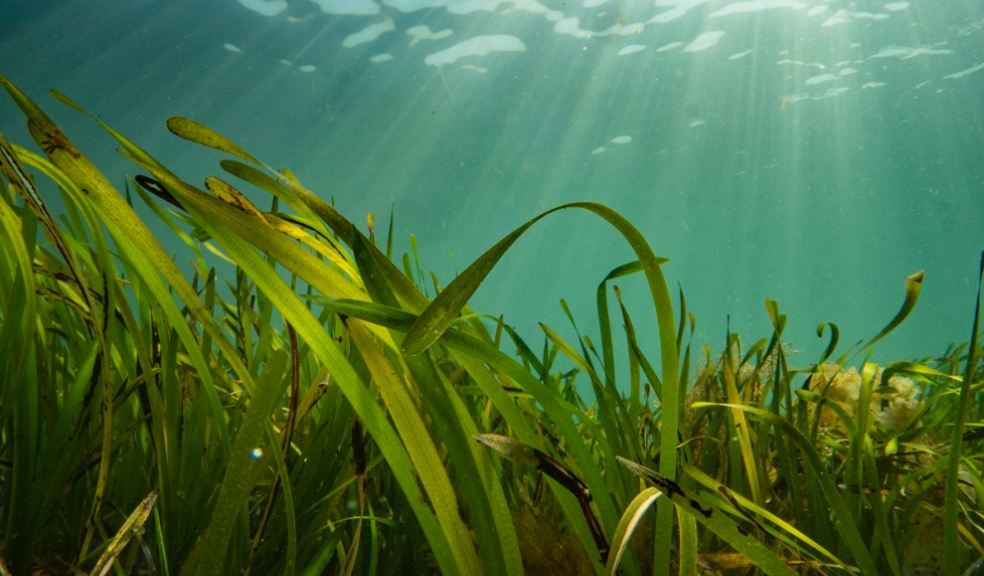 Planting seagrass meadows in Plymouth, like this example in the Isles of Scilly, will be one of the stories shared at COP26. Photo: Fiona Crouch.