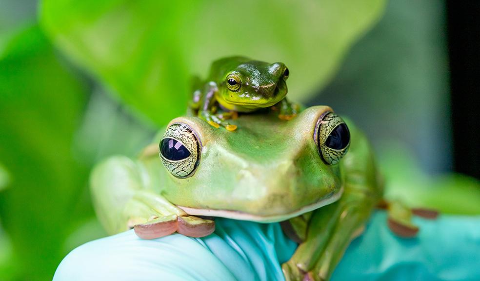 Paignton Zoo breeds Thao whipping frogs