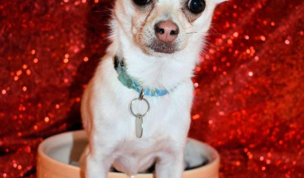Poncho the Chihuahua, who is looking for a home.