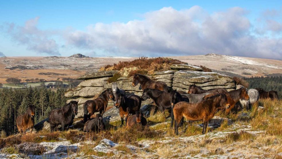 A herd of heritage Dartmoor ponies at Believer