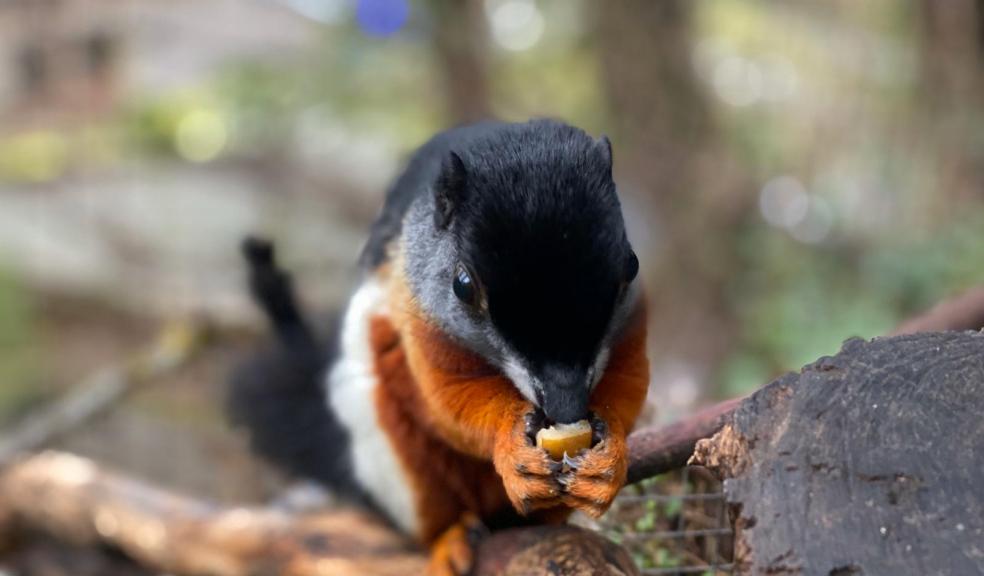 Prevosts Squirrel