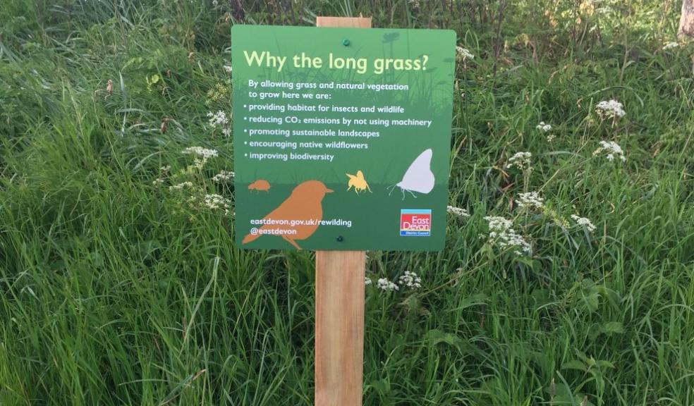 Nature left to flourish in numerous East Devon green spaces