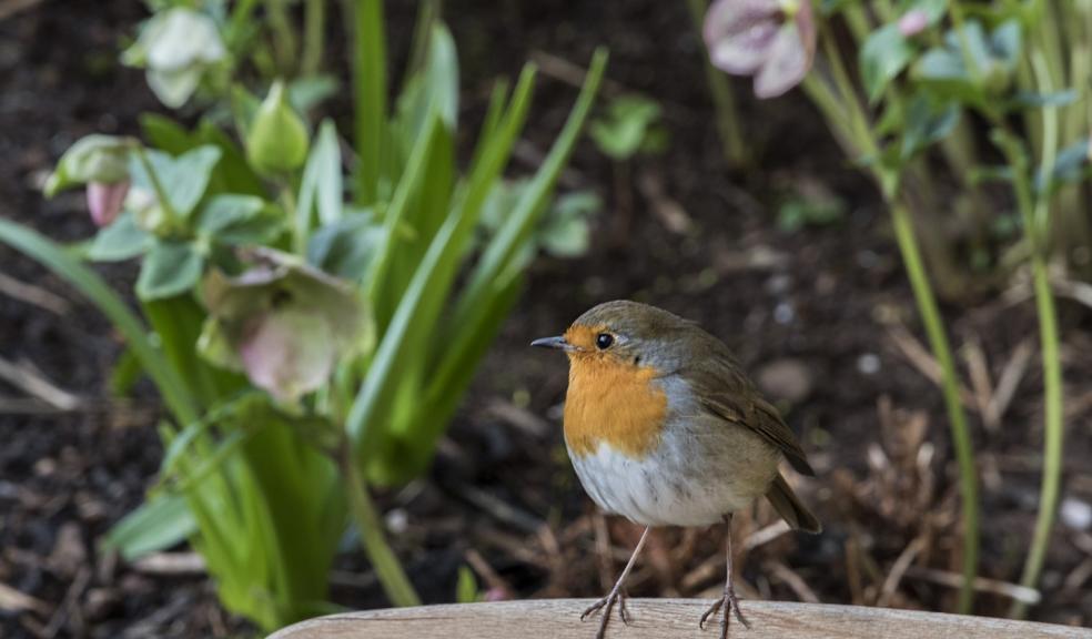 Robin in upper garden by Hellebores. Credit John Parker.